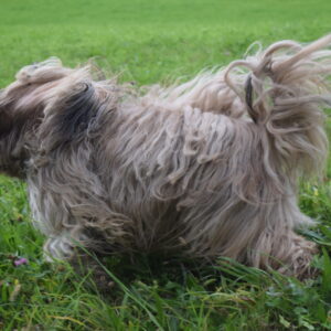 Veterinär Medizinprodukte